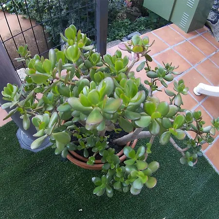 El Rencuentro * Villarejo del Valle