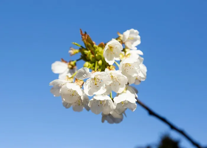 El Rencuentro De Gredos *