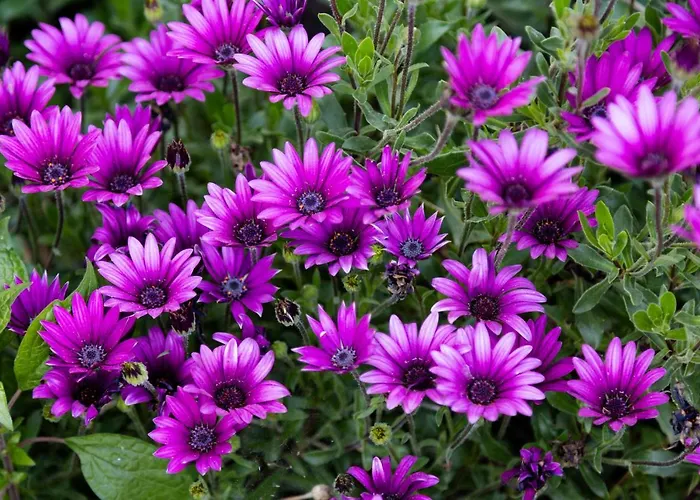 El Rencuentro De Gredos *